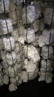 phôi nấm sò trắng 100k/5phôi
