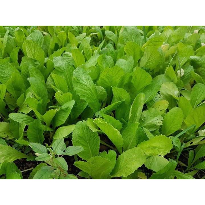 Hạt giống rau cải bẹ xanh mỡ xanh 15gr