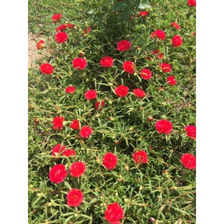 bầu hoa mười giờ nhiều màu đẹp