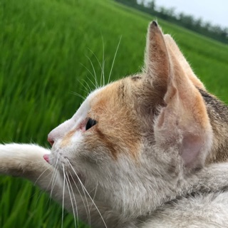 Hoa đậu biếc