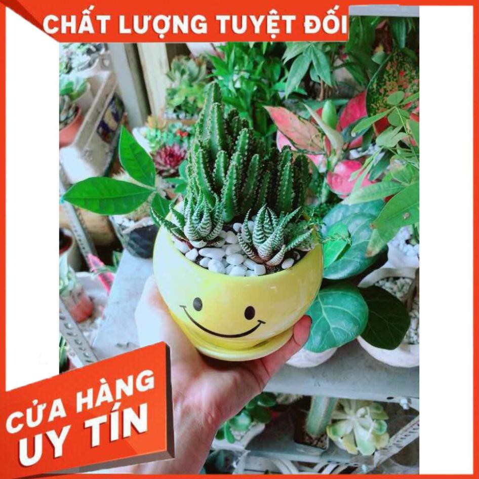 Chậu Xương Rồng Thanh Sơn+ Móng Rồng Nhiều Người Mua