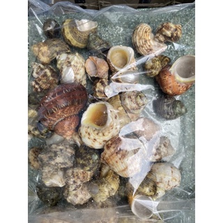 1KG VỎ ỐC MƯỢN HỒN ĐỦ SIZE