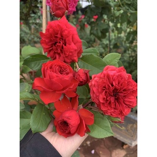 🍀🍀cây hoa Hồng Red Apple rose nguyên bản