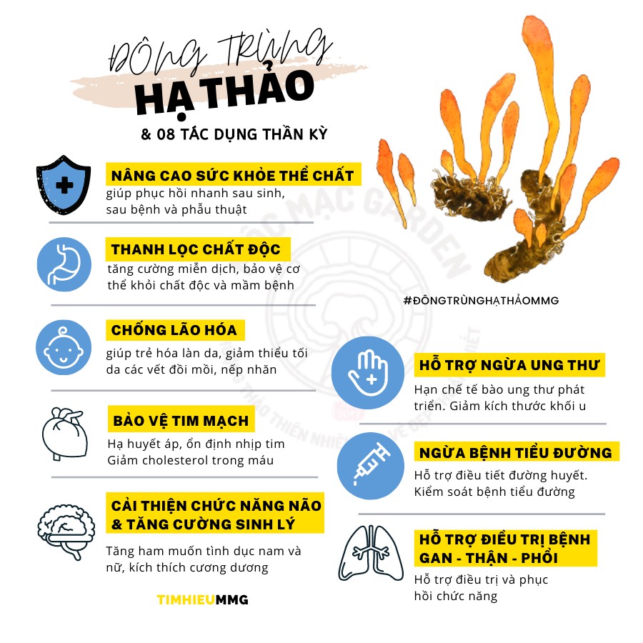 (25gr) Đông trùng hạ thảo khô sấy thăng hoa MMG | BigBuy360 - bigbuy360.vn