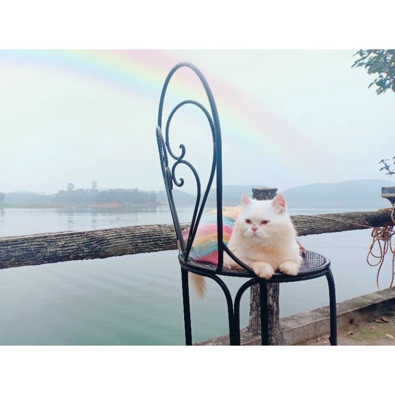 Đầm tết cho chó mèo dễ thương có size nhỏ