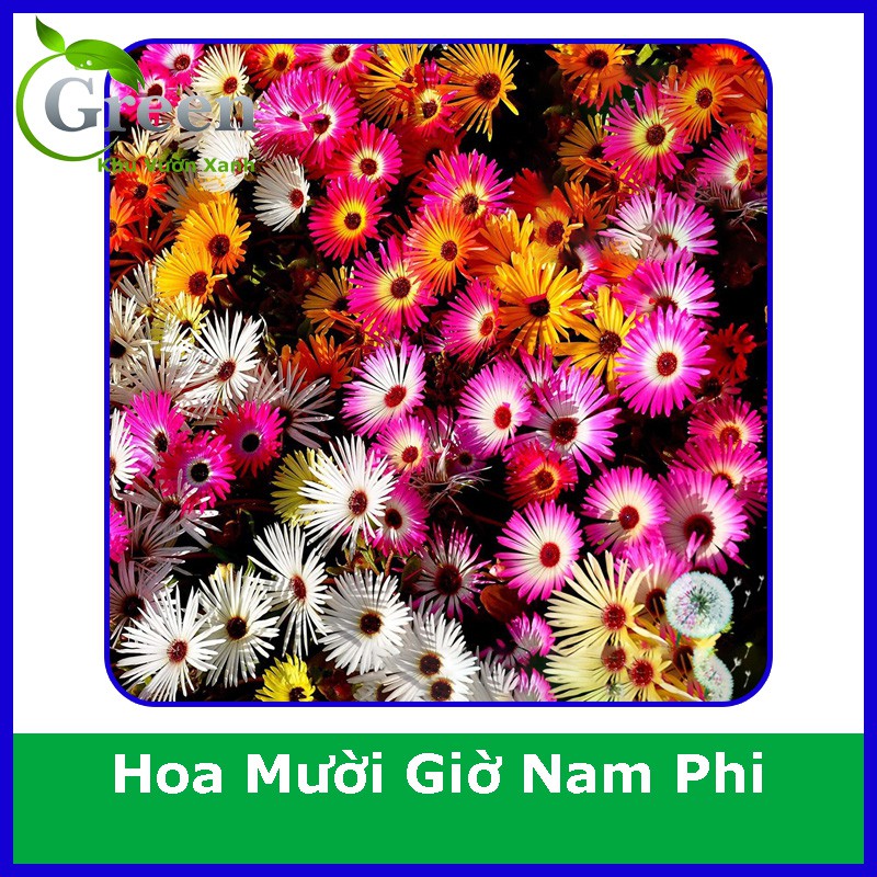 Hạt Giống Hoa Mười Giờ Nam Phi Mix