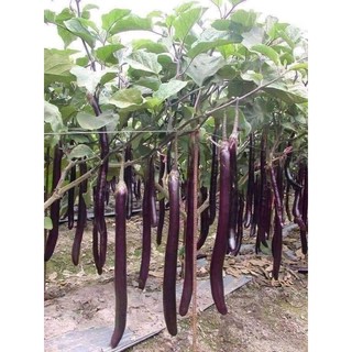 hạt giống cà tím siêu dài gói 50 hạt