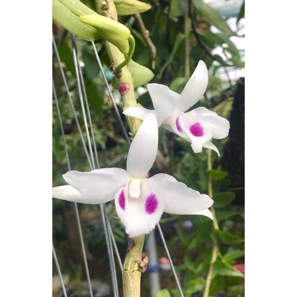 Phi điệp 5ct phú thọ