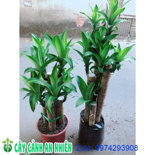 Cây Thiết Mộc Lan 160k/bụi