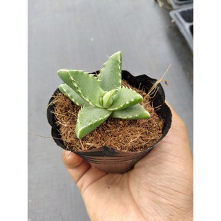Sen hàm cá xấu