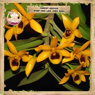Hoa Lan đột biến Trầm Vàng, Phong lan rừng Tây Bắc, Lào, Cây Giống Giá Rẻ, Địa, Hồ Điệp Đẹp