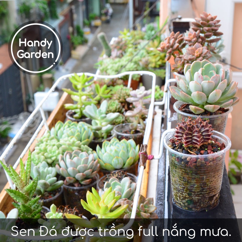 Handy Soil 200g - Đất Trồng Sen Đá Mùa Mưa Sài Gòn