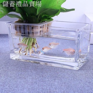 lọ hoa thuỷ tinh chữ nhật trồng cây thuỷ sinh nuôi cá để bàn