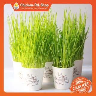Combo Tự Trồng Cỏ Lúa Mì Cho Mèo - Lợi Tiêu Hóa, Loại Bỏ Búi Lông