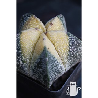 XƯƠNG RỒNG ASTRO VÀNG PHẤN