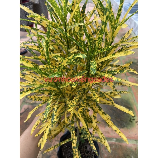 Cây vàng bạc lá dài cao 40cm + Tặng kèm phân bón cho cây