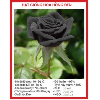 Hạt giống hoa hồng đen 20 hạt - tặng kèm viên nén kích thích ươm hạt - HG1