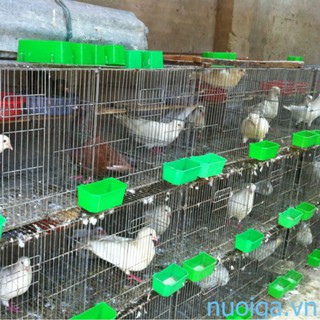 Combo 10 Máng ăn uống cho chim bồ câu, Máng ăn xanh