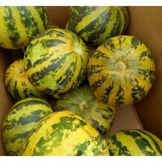 HẠT GIỐNG DƯA LÊ SỌC - DƯA BỞ