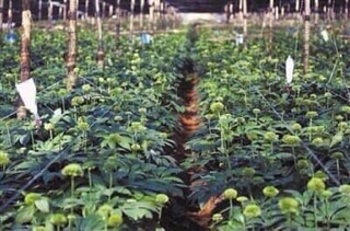 100g[NỤ SIÊU NHỎ] Nụ tam thất bao tử loại 1(uống hơn 1 tháng)