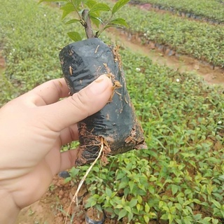 Cây giống nhất chi mai.