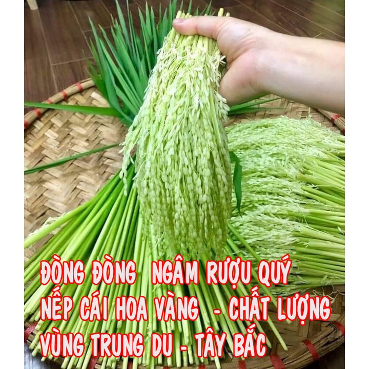 ĐÒNG ĐÒNG LÚA NẾP CÁI HOA VÀNG VÙNG TRUNG DU TÂY BẮC  ĐÓNG GÓI 1KG