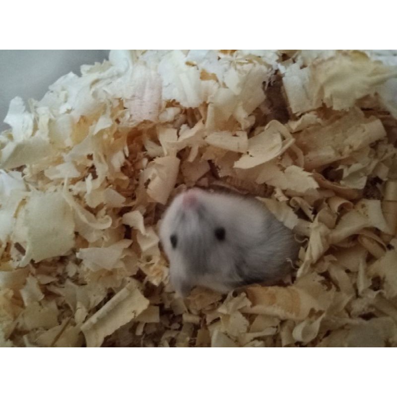 Chuột Hamster Màu Trắng Xinh Xắn Cho Mùa Đông