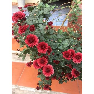 Cây nhỡ cúc cổ sơn la, cúc tiểu thư, cúc đổi màu, cúc hoạ mi kép, cúc đại đoá trung quốc, cúc rủ màu vàng bông to