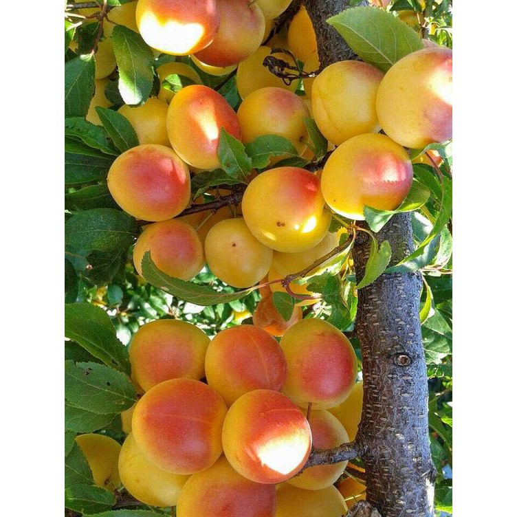 CÂY MẬN VÀNG MIRABELLE