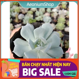 Sen Đá Ngọc Trinh Mini, Xuất Xứ Đà Lạt, Lỗi 1 Đổi 1 💪