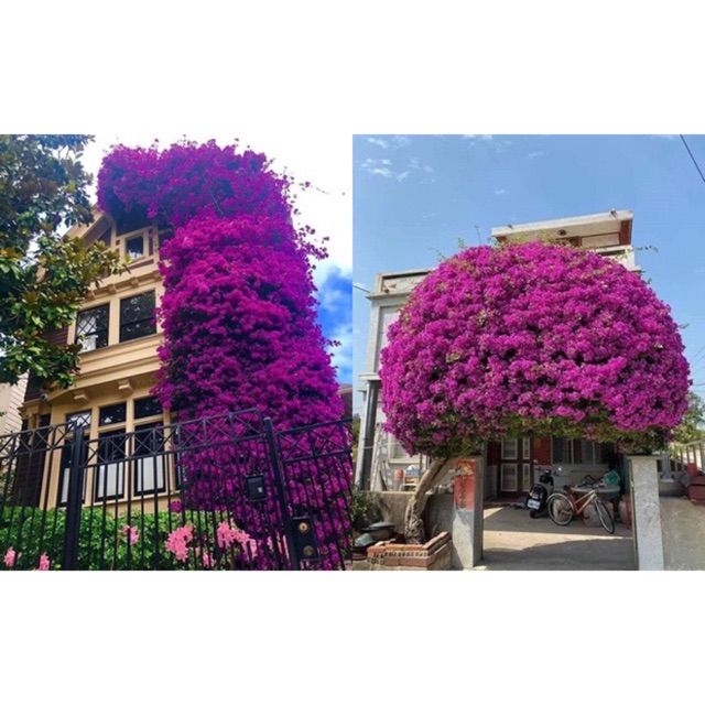 Hoa giấy thái leo tường