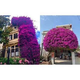 Hoa giấy thái leo tường