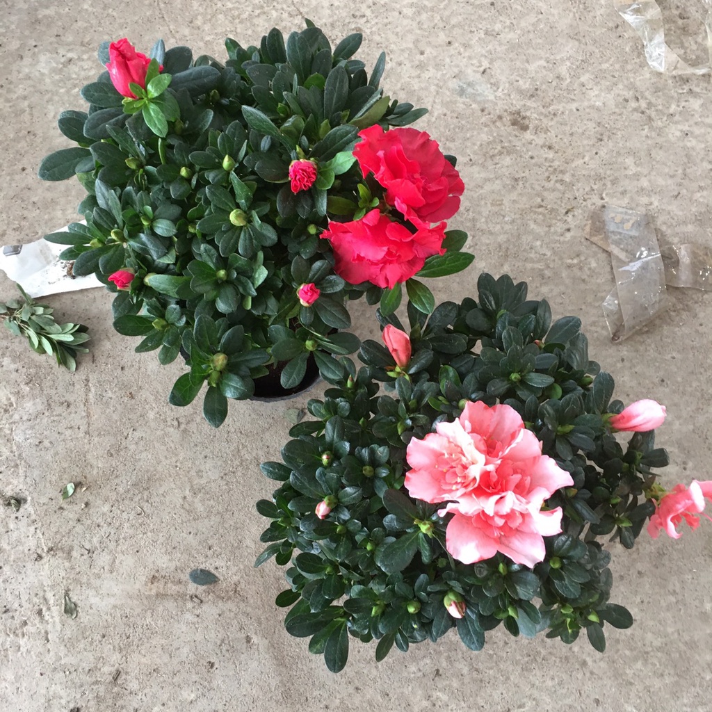 Cây Hoa Đỗ Quyên Siêu Nụ Sai Hoa Tán Tròn