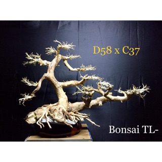 [ BonSai ] Gỗ Lũa Thuỷ Sinh D58xC37 dành cho hồ cá cảnh [ Free Ship ]
