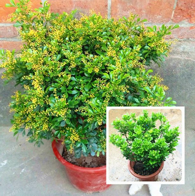Cây ngâu vừa làm cảnh vừa làm vị