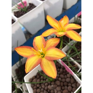 Củ huệ mưa Orange Metor, phom hoa cực bự, sống 100%, siêu sai hoa cực đáng sưu tầm