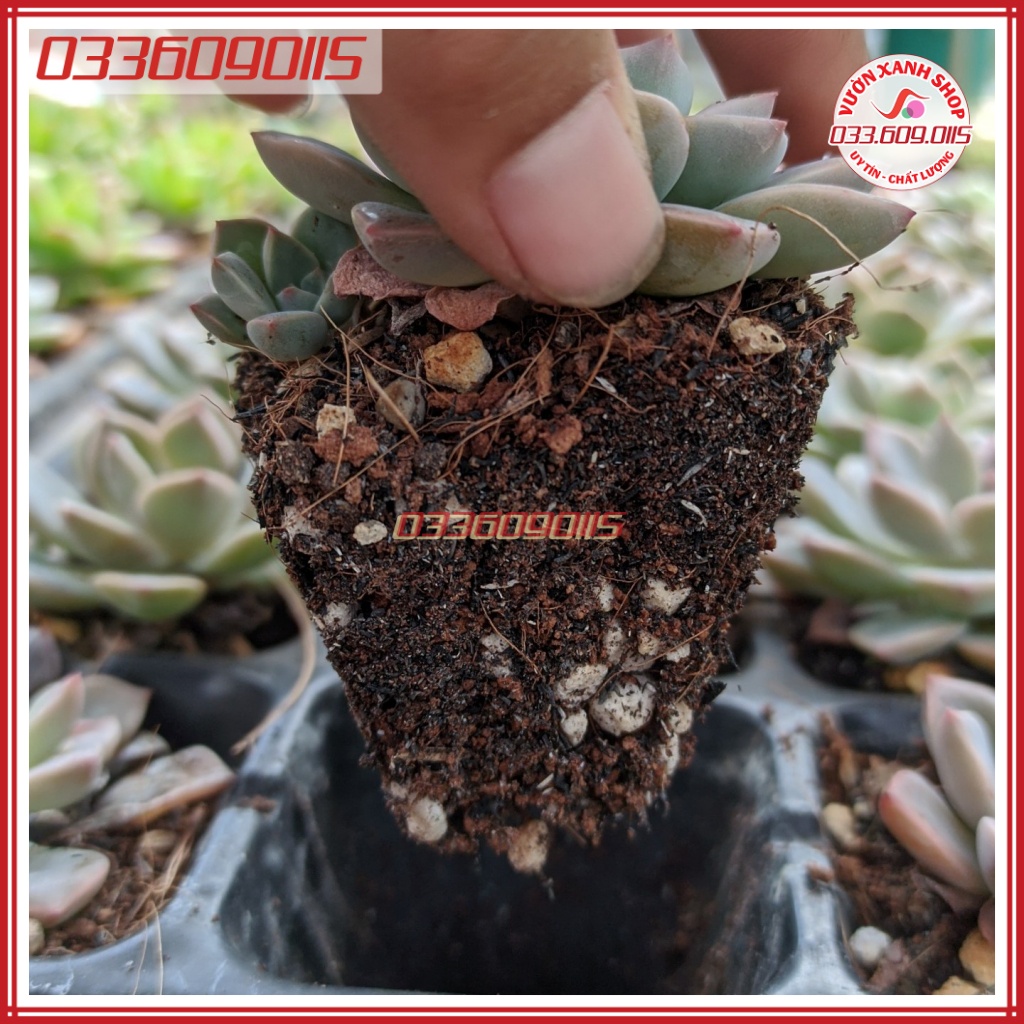 300g Giá thể trồng sen đá, xương rồng soil mix, đất trồng sen đá