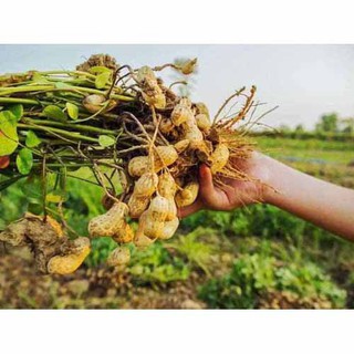Hạt giống Lạc đen 15gr