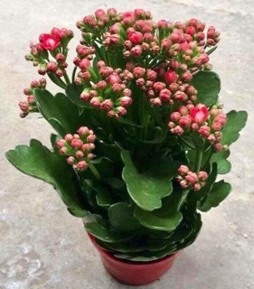 Cây ( sống đời kép)