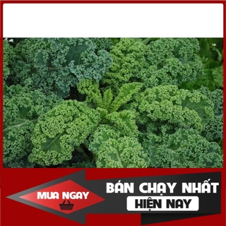 [ Big Sale ] Hạt giống cải kale xoăn xanh