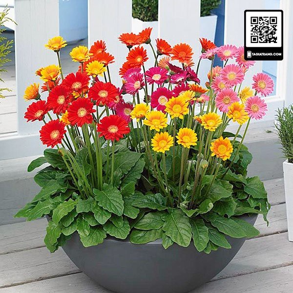 Hạt giống hoa đồng tiền mix