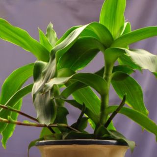 Cây lược vàng/ vòi, cây con ( vừa cảnh vừa là dược liệu quý )