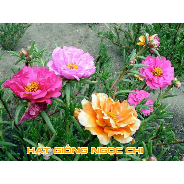 [Deal 1K Freeship] 400 Hạt Giống Hoa Mười Giờ Mỹ Kép MÀU ĐẸP NHẤT Túi Zip Trồng Thử Mùa Tết, Ban Công, Chậu Treo - 50H