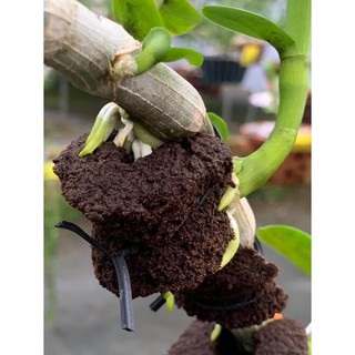 5 Miếng xốp dinh dưỡng từ Hà Lan thích hợp ươm kei