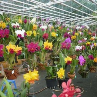 Hoa lan cây giống Cattleya 5chau nhieu mau 200k