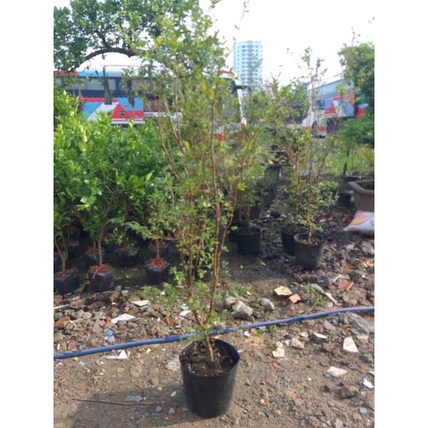 Cây Nho Thân Gỗ Tứ Quý cao 1m6