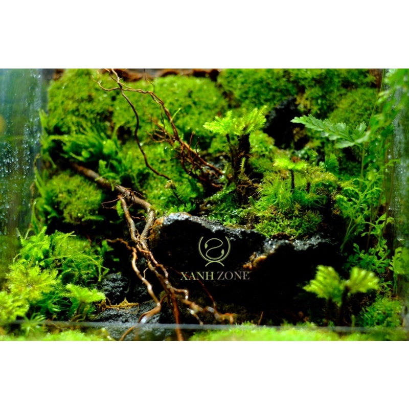 Rêu cọ, tree moss, rêu trồng terrarium, bán cạn, non bộ, rêu tươi, rêu terarium, rêu bán cạn
