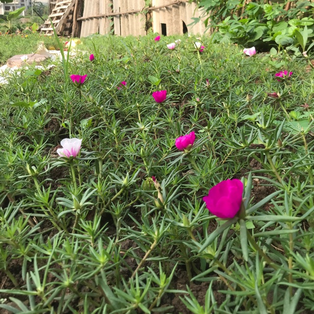 15 cành hoa 10h Mỹ/3màu