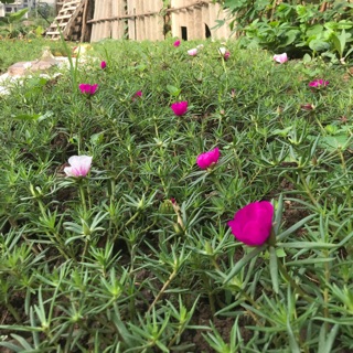 15 cành hoa 10h Mỹ/3màu