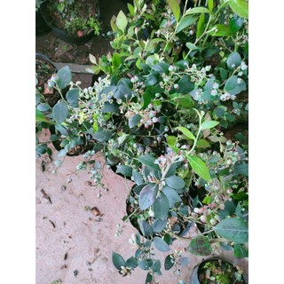 Cây việt quất